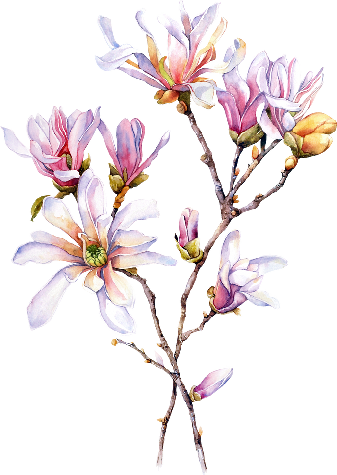 Watercolor Magnolia Flower